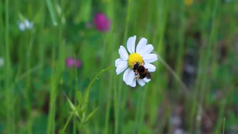 Bee on a flower, getting honey, chamomile, daisy flower, plant 4k Stockbeeldmateriaal 107881109