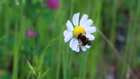 Bee on a flower, getting honey, chamomile, daisy flower, plant 4k 스톡 동영상 107881115
