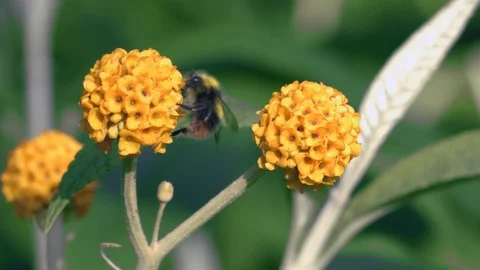 Bee on a Flower - Globe Buddleia Video stock 90722929