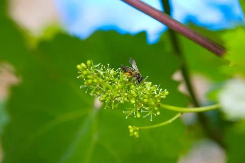 Bee on the flower of grape Stock Photos