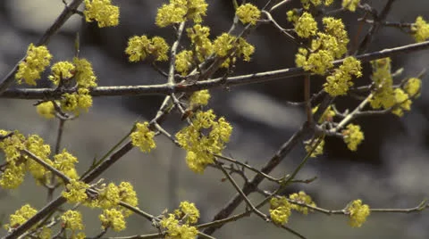 Bee flower HD Stock Footage 24291045