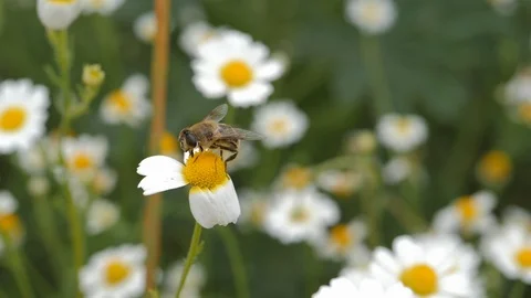 Bee Flower Honey Nectar Stock Footage 114569295