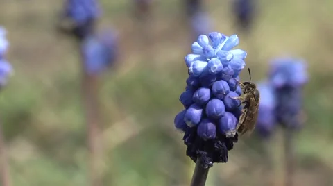 Bee on a flower hyacinth Stock Footage 4343085