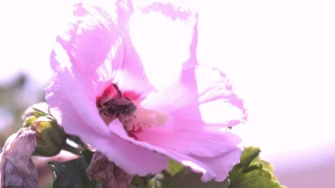 Bee in flower looking for pollen slow motion Stock Footage 92221522