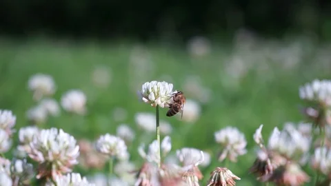 Bee on a flower looks for nectar Stock Footage 112111590
