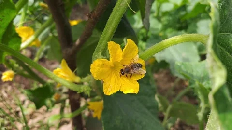 Bee on the Flower – Macro Close-Up of Pollination 動画素材 313271728