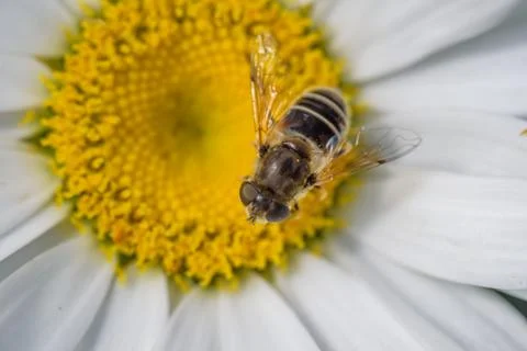 Bee on a flower macro closeup Stock Photos