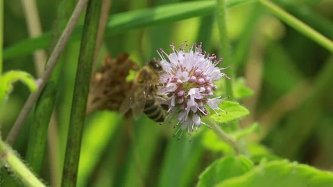 Bee on the flower macro Vidéo 139298903
