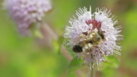 Bee on a flower macro Stock Footage 139299015