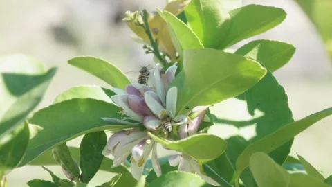 Bee on Flower Macro Stock Footage 328964309