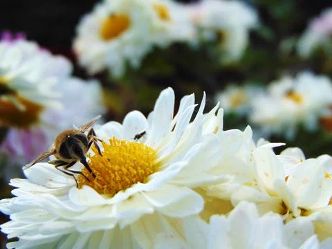 Bee on a flower - macro Photos