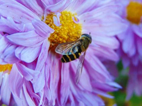 Bee on a flower - macro Photos