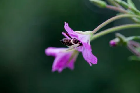 Bee in a flower - macro shot Stock Photos