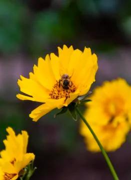A bee on a flower. Macro. Yellow flowers close-up. Stock Photos