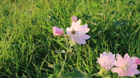 A bee in a flower in a meadow Stock Footage 114758017