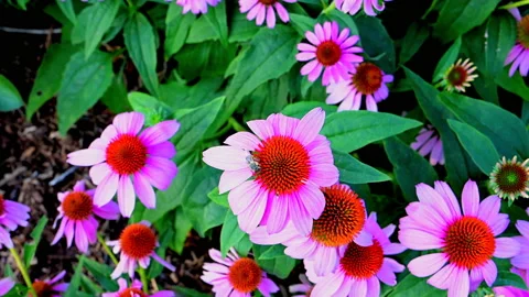Bee on flower in mid-summer Stock Footage 202562863