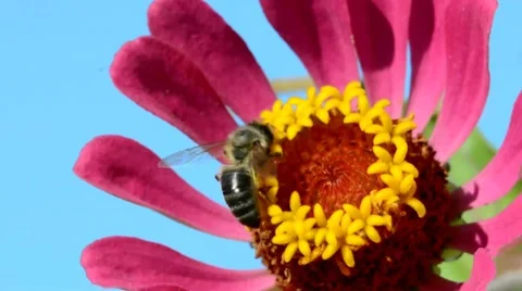 Bee on flower in the nature Stock Footage 66693226