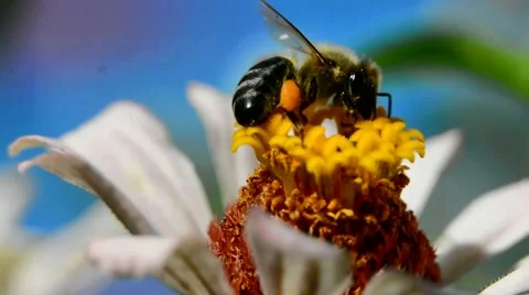 Bee on Flower in the nature Stock Footage 66693266