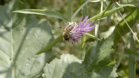 Bee on flower in nature Stock Footage 159479418