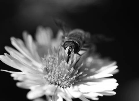 Bee on a flower in nature. macro Stock Photos