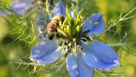 Bee on flower nigella Stock Footage 83839994