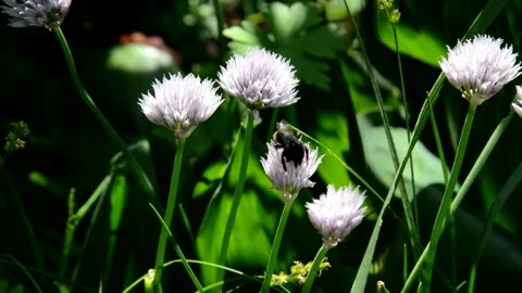 Bee on flower onion chive Stock Footage 133288086