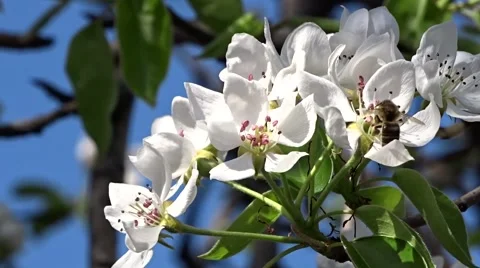 Bee on flower pear Stock Footage 49554004