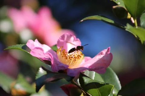 Bee on Flower Stock Photos
