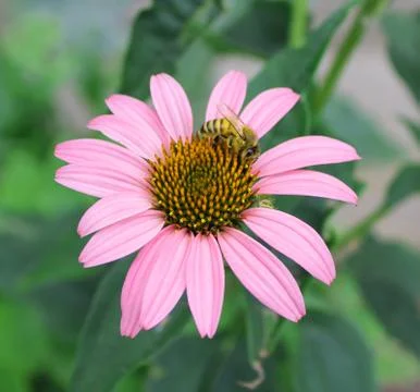 Bee On a Flower Stock Photos