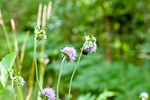 Bee on a flower Stock Photos