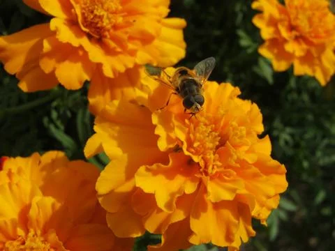 Bee on flower Stock Photos