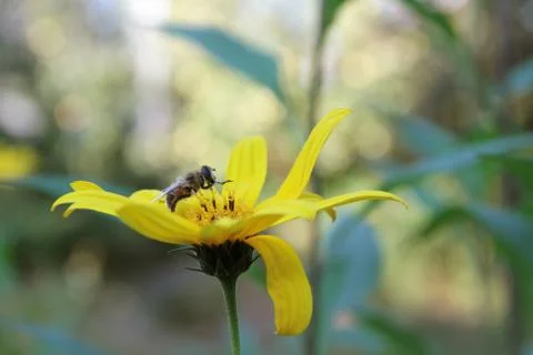 A bee on a flower Stock Photos