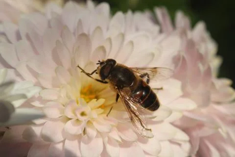 Bee at flower 스톡 사진