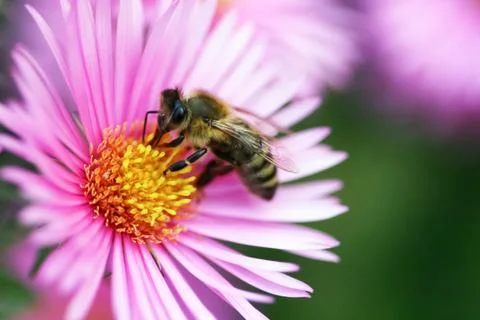 Bee on a flower Stock Photos