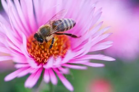 Bee on a flower Stock Photos