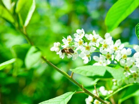 Bee on a flower Stock Photos