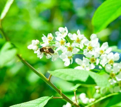 Bee on a flower Stock Photos