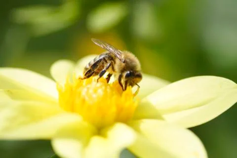 Bee on flower Stock Photos