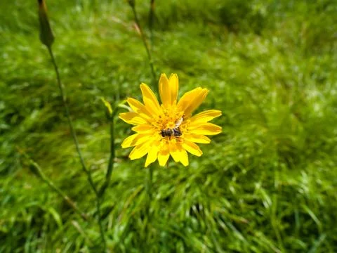 Bee on flower Stock Photos
