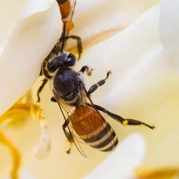 Bee on flower Stock Photos