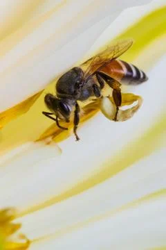 Bee on flower Stock Photos