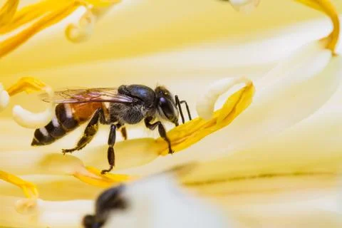 Bee on flower Stock Photos