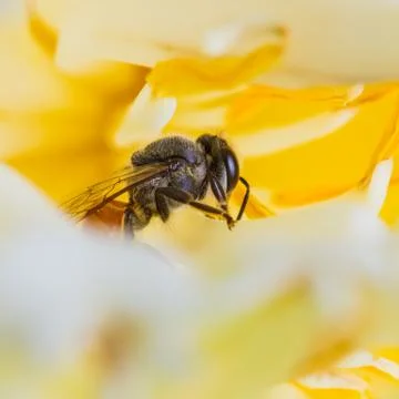 Bee on flower Stock Photos