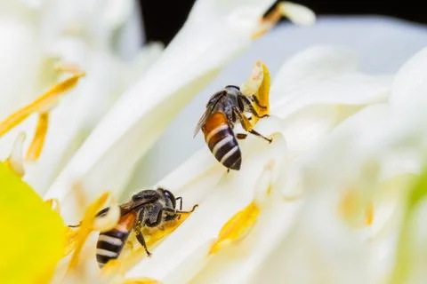 Bee on flower Stock Photos