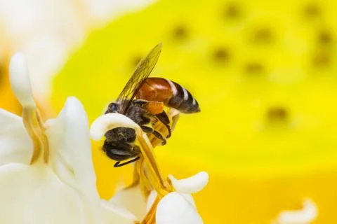 Bee on flower Stock Photos