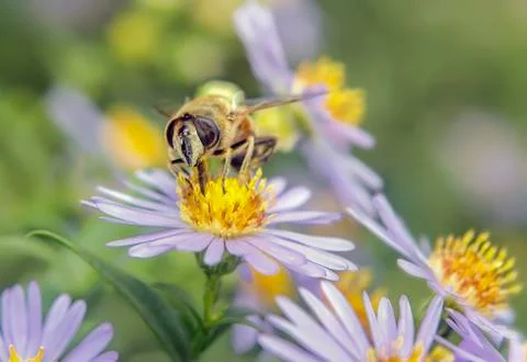 Bee on a flower Stock Photos