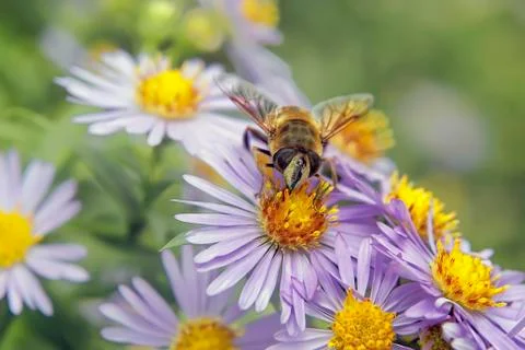 Bee on a flower Stock Photos