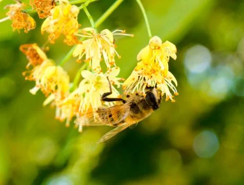 Bee on flower Stock Photos