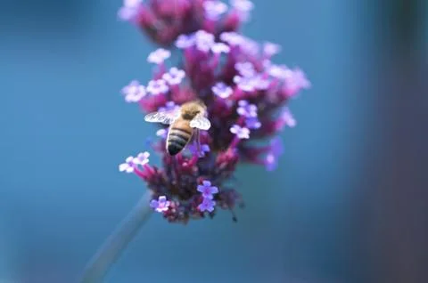 Bee on flower Stock Photos