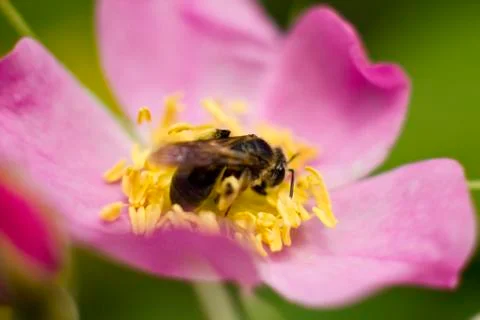 Bee on Flower Foto stock